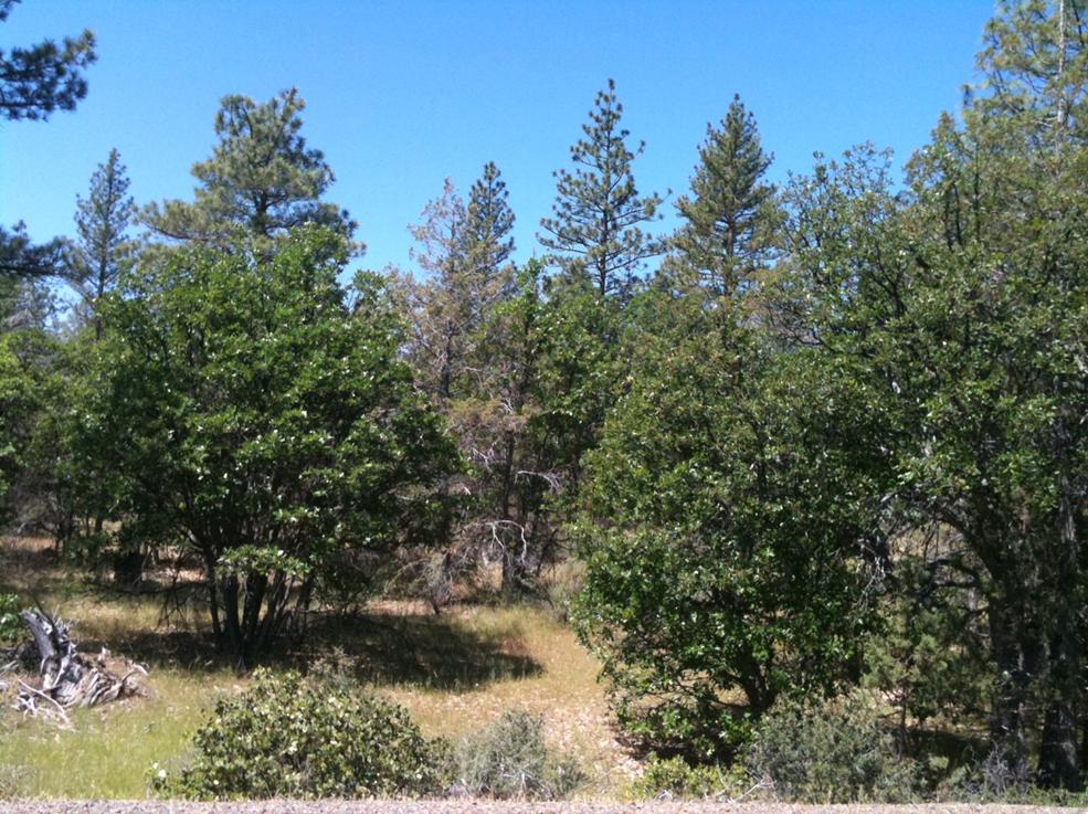 Lot 69 Shoshoni Loop  