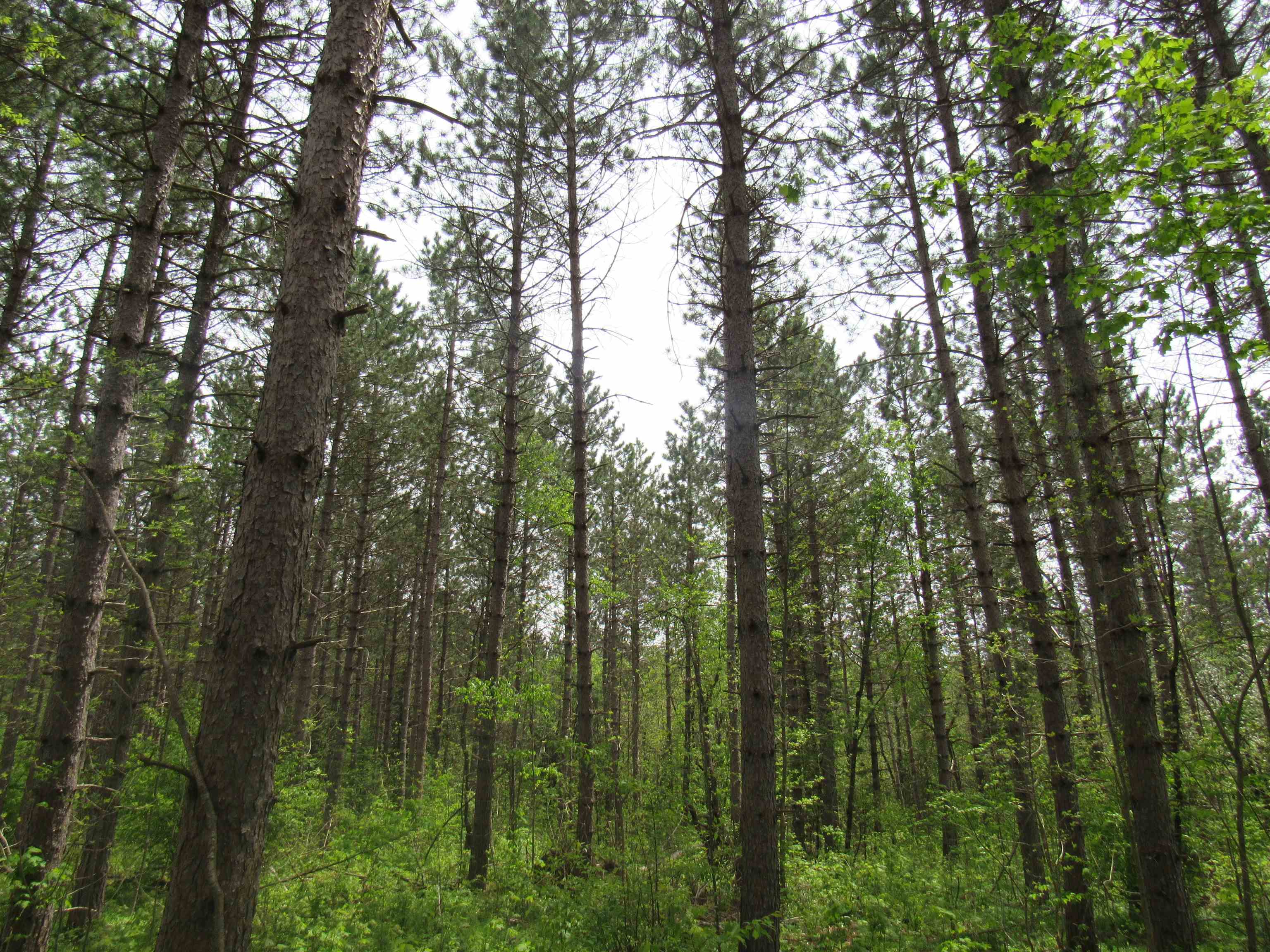 Eastern Forest トランプ - トランプ