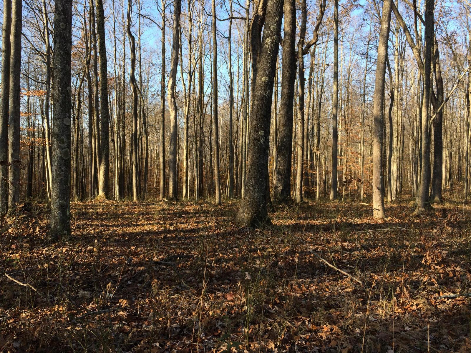 Tracie Dove Century 21 Jim Lively Realty Oak Hill Wv My Listings